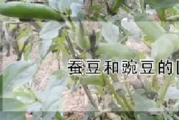 蚕豆和豌豆的区别