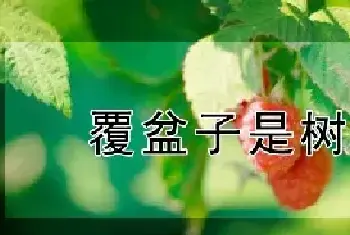 覆盆子是树莓吗