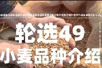 轮选49小麦品种介绍