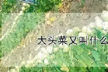 大头菜又叫什么名字