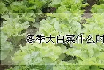 冬季大白菜什么时候播种