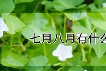 七月八月有什么蔬菜