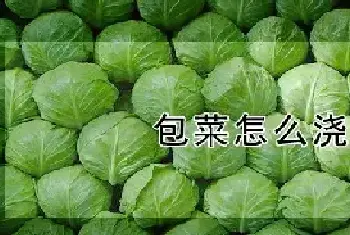 包菜怎么浇水