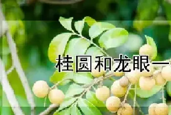 桂圆和龙眼一样吗