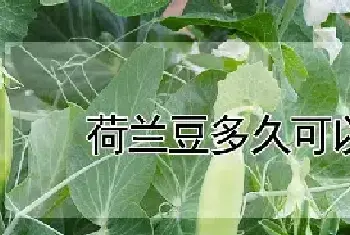 荷兰豆多久可以收成