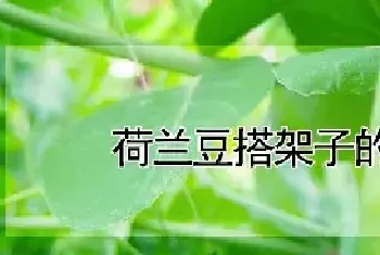 荷兰豆搭架子的技巧