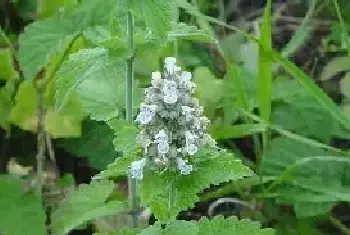 荆芥的种植时间及管理要点