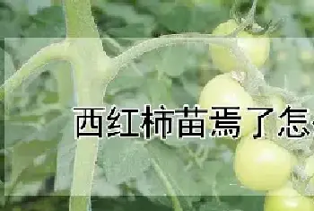 西红柿苗焉了怎么回事