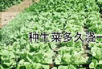 种生菜多久浇一次水