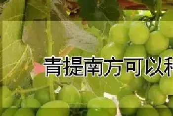 青提南方可以种植吗