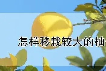 怎样移栽较大的柚子树