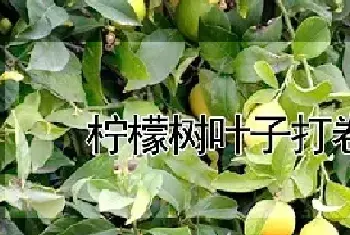 柠檬树叶子打卷原因