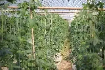 豇豆栽培技术 豇豆种植方法