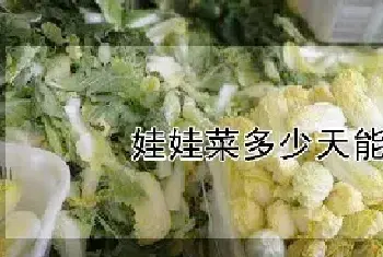 娃娃菜多少天能收获