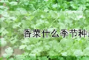 香菜什么季节种最合适