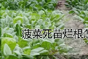 菠菜死苗烂根怎么办