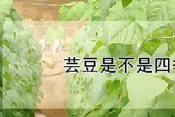 芸豆是不是四季豆