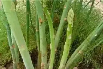 芦笋高产无公害种植技术