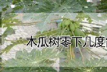 木瓜树零下几度能冻死