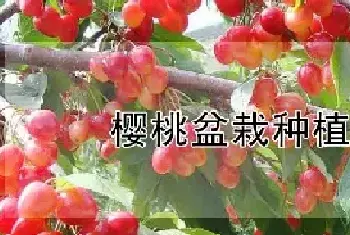 樱桃盆栽种植方法