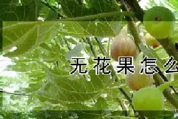 无花果怎么养