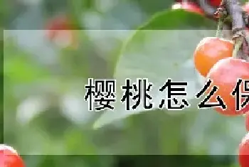 樱桃怎么保存