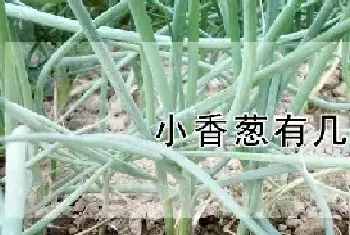 小香葱有几种