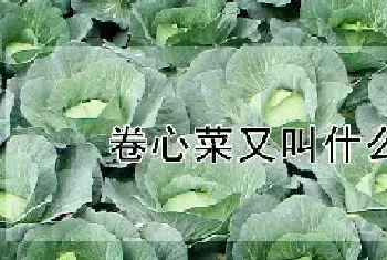 卷心菜又叫什么名字