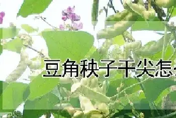 豆角秧子干尖怎么回事