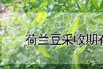 荷兰豆采收期有多长