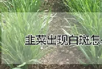 韭菜出现白斑怎么处理