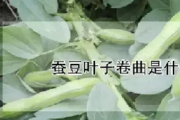 蚕豆叶子卷曲是什么原因