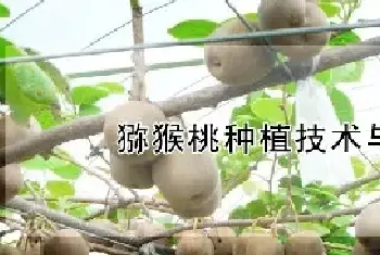 猕猴桃种植技术与栽培