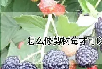 怎么修剪树莓才可以结果多