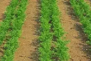 头伏萝卜二伏菜，胡萝卜这样种植能高产！