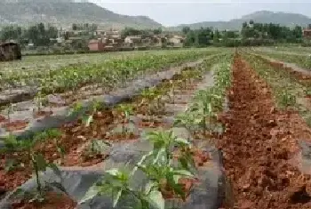 秋茬辣椒定植注意事项