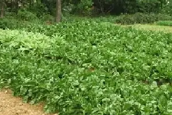 莙荙菜高产栽培技术 莙荙菜什么时候种