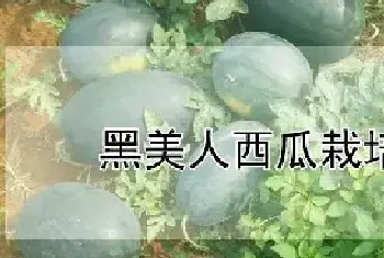 黑美人西瓜栽培技术