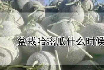 盆栽哈密瓜什么时候结果