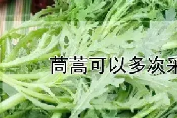 茼蒿可以多次采摘吗